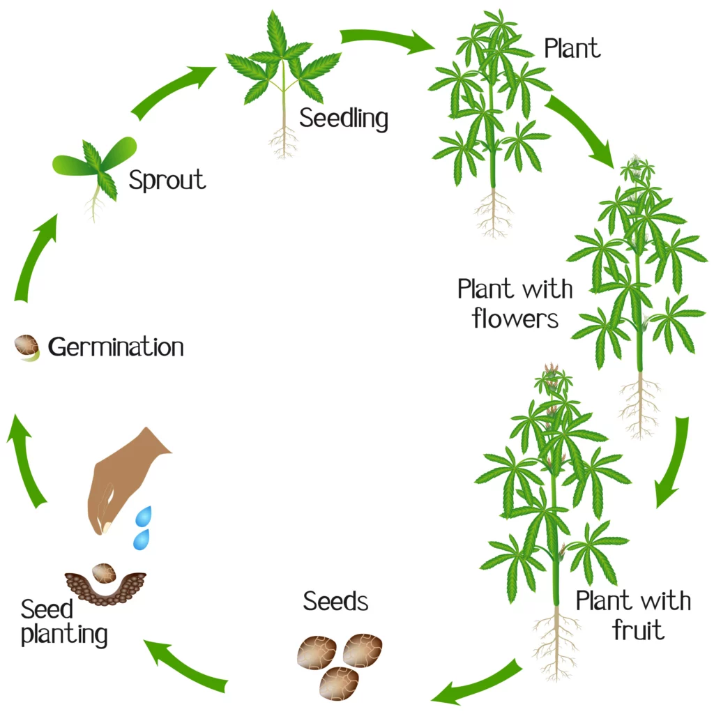 Cannabis-Growth-Cycle