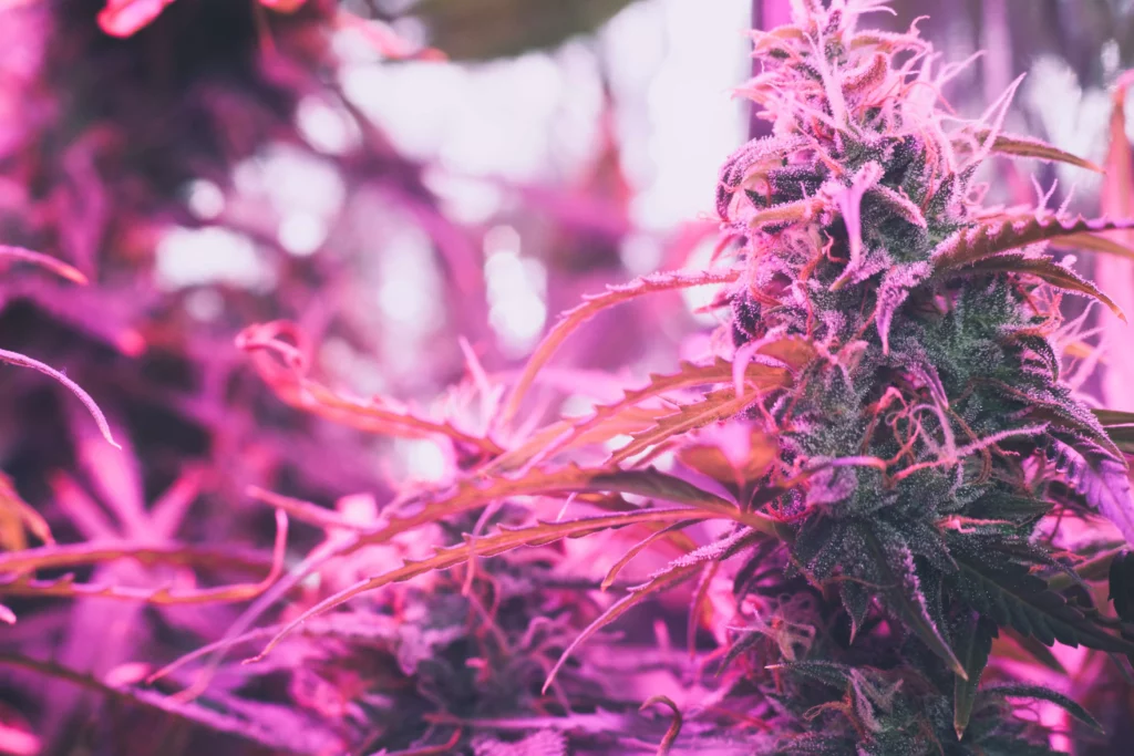 Marijuana growing under artificial light